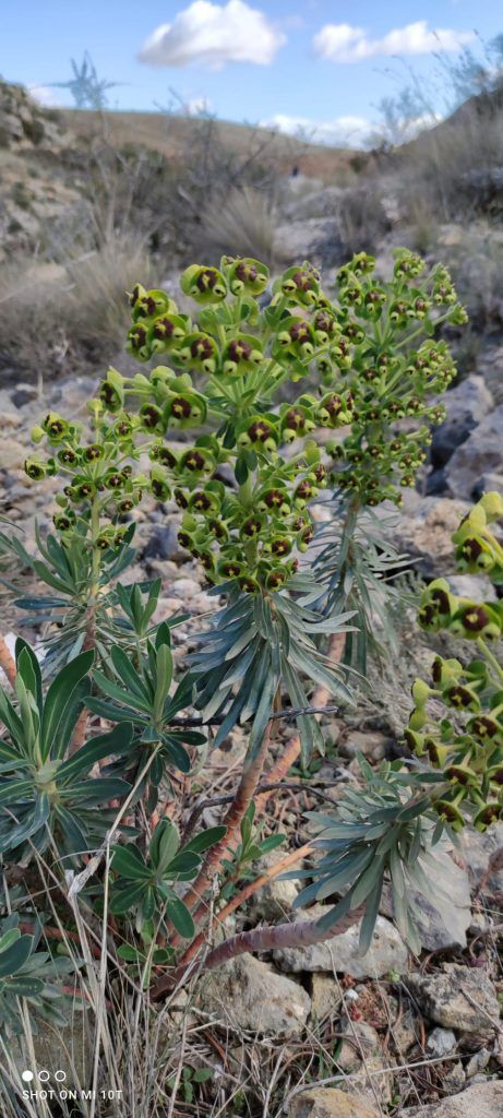 Plantas en el camino