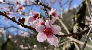 Frutal en flor en Almonacid de la Cuba